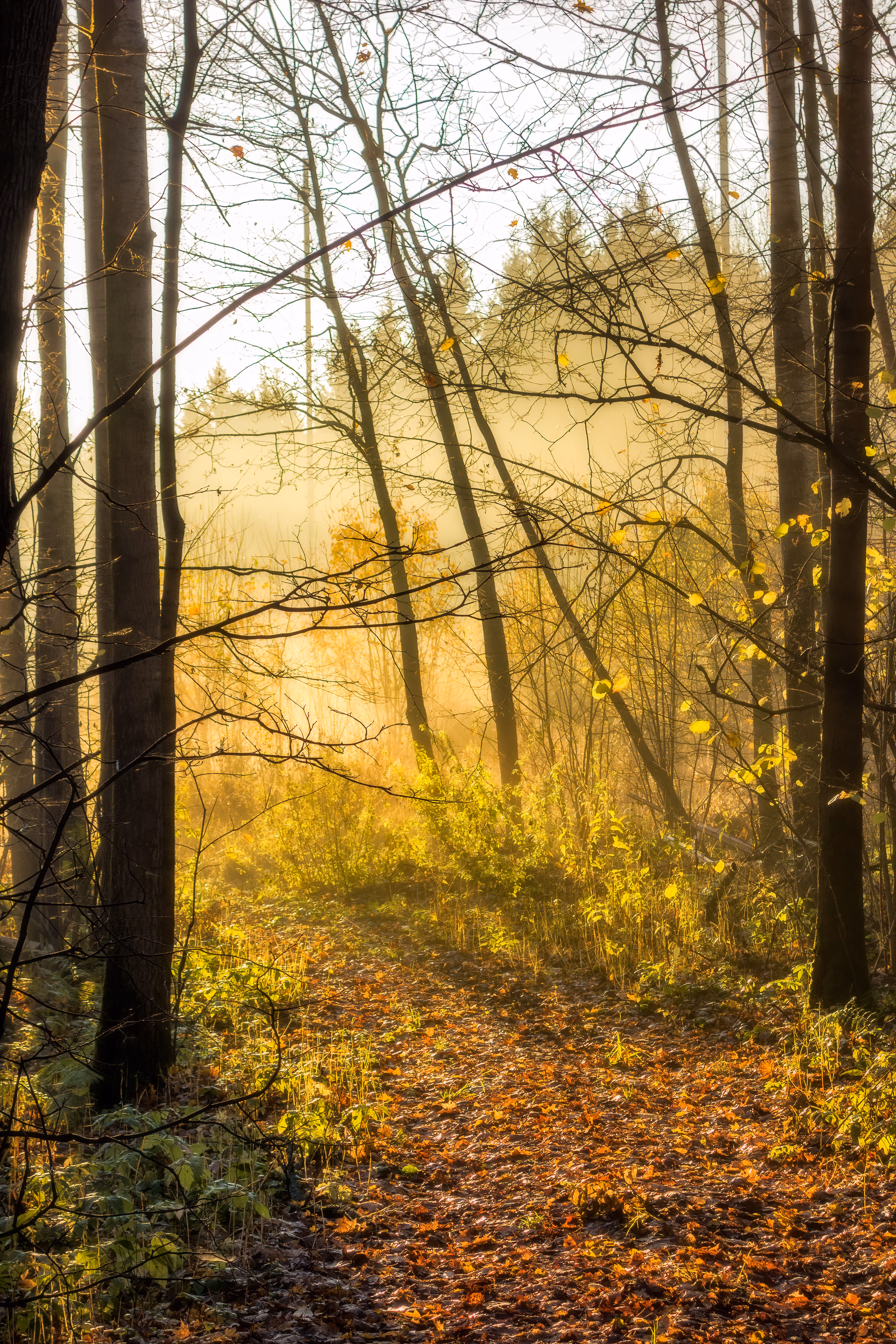 A forest path covered in fallen leaves, with the sun breaking through the morning haze in autumn, central Russia