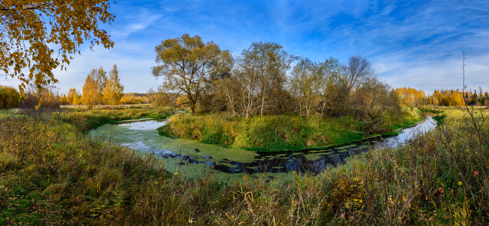 A bend of a duckweed-covered stream among autumn trees under a blue sky, central Russia, panorama