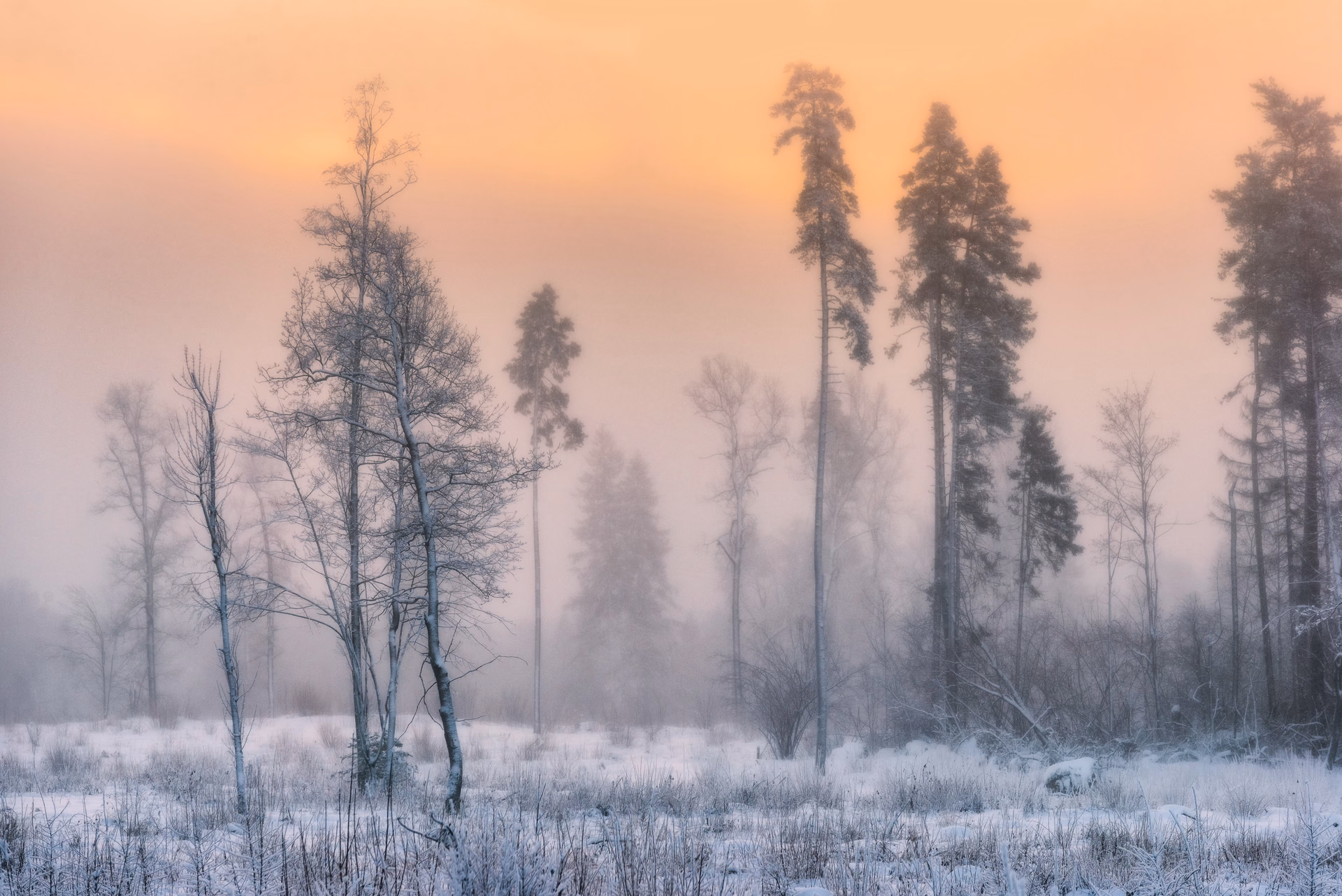 Frost-covered trees and pines in freezing fog above a snowy field under a peach-coloured sky