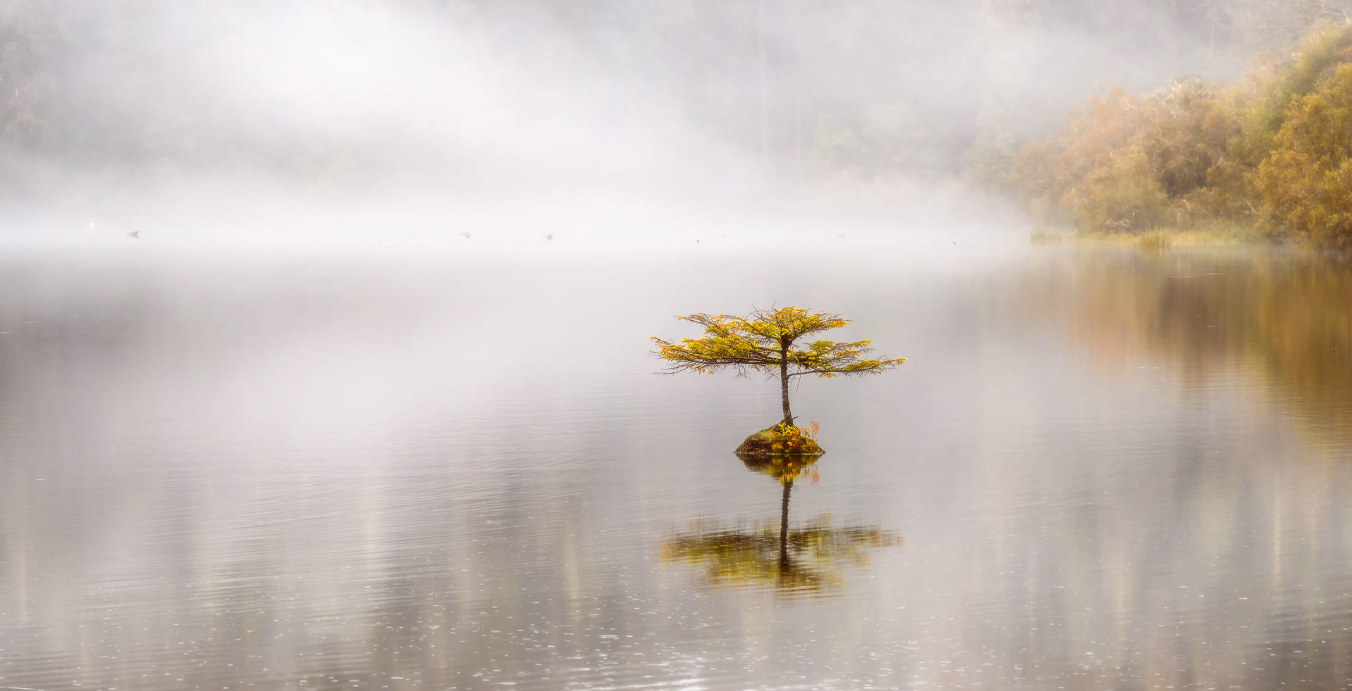 A small Douglas fir on an old log in the middle of Fairy Lake, Vancouver Island, in mist