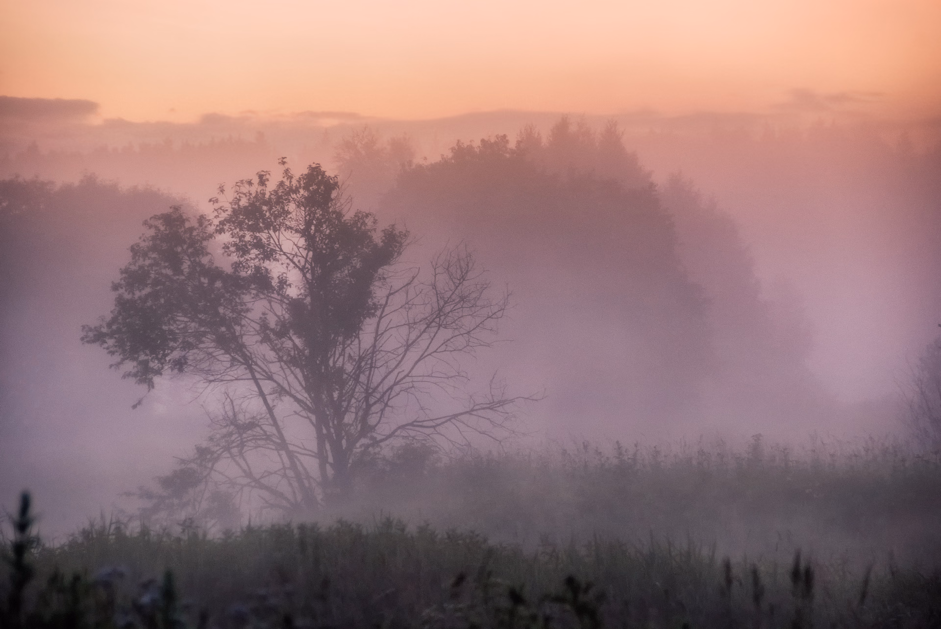 A lone tree in pink morning mist, central Russia