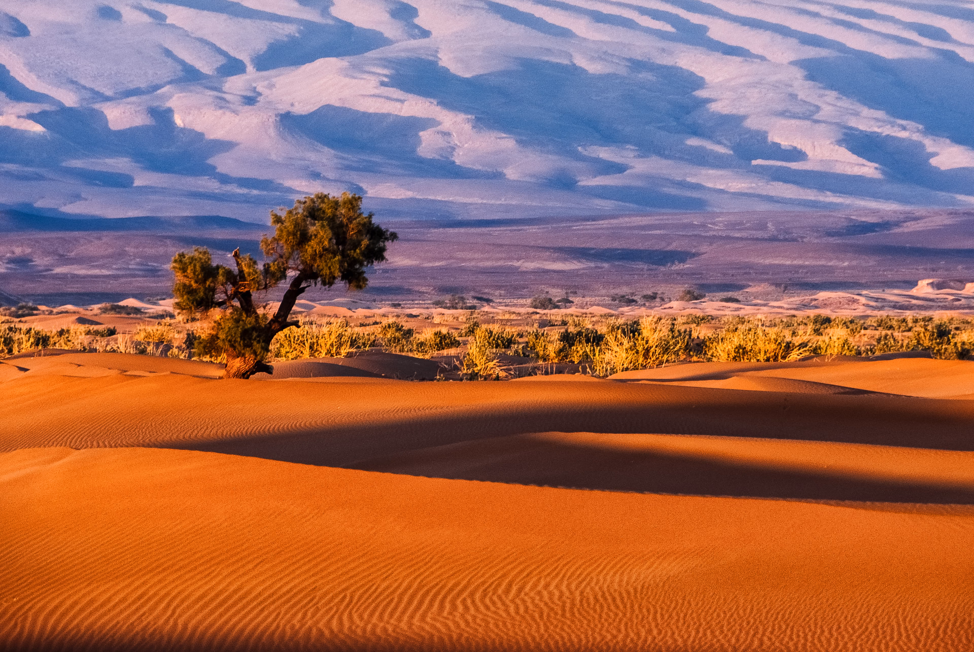 A lone tree among orange dunes, with mountains under a cloudy sky behind, Morocco